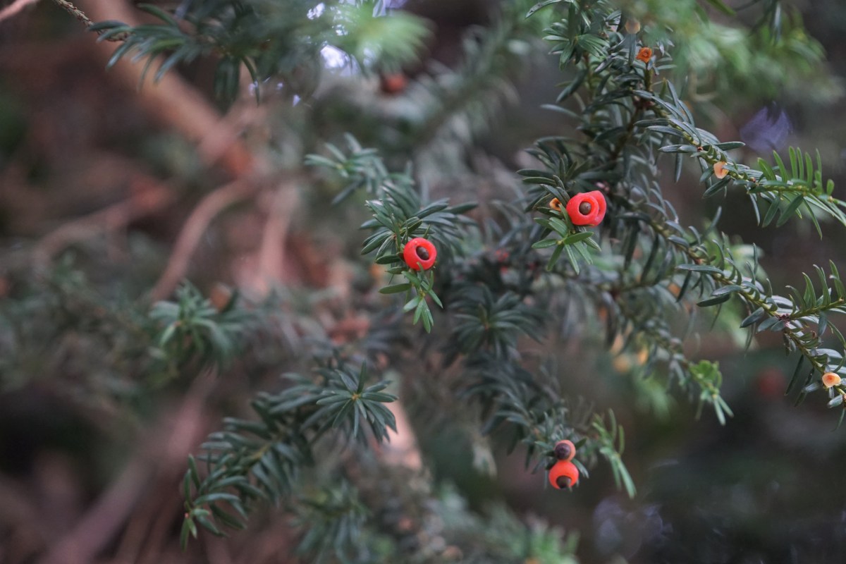 NERDfall Nr. 08 – Teil 2: Eibengift-Intox, Postpartale Depressionen &&nbsp;Suizidalität